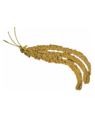 Balde de Milho Painço 5kg